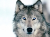 white.fang